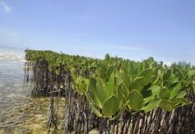 FOUNDIOUGNE : WETLANDS INTERNATIONAL VEUT DIMINUER LES COUPES DE MANGROVE
