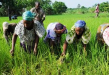 le PUDC octroie des unités de transformation agricole aux habitants de Soum
