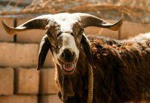 FATICK : DES BREBIS, CHÈVRES ET FOYERS AMÉLIORÉS À DES MÉNAGES VULNÉRABLES